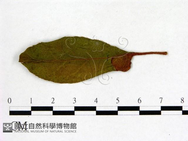 登錄號:F0020680藏品圖，第3張