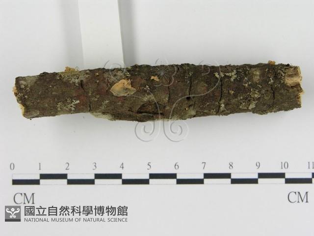 登錄號:F0010680藏品圖，第3張