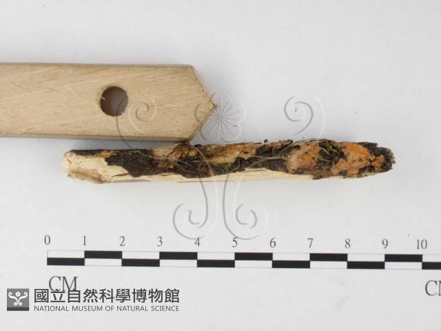 登錄號:F0026680藏品圖，第3張