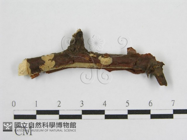 登錄號:F0016680藏品圖，第3張