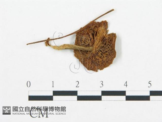 杯傘屬藏品圖，第3張