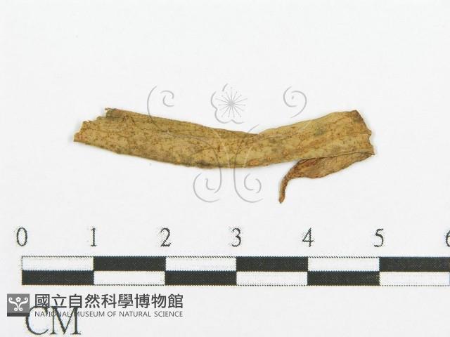 登錄號:F0011680藏品圖，第1張