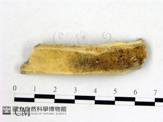 登錄號:F0004680藏品圖，第3張