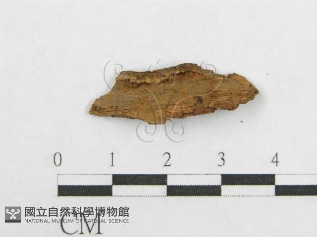 Accession Number:F0014680 Collection Image, Figure 3, Total 4 Figures