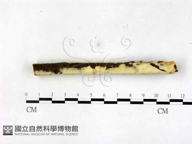 顯絲菌屬藏品圖，第3張