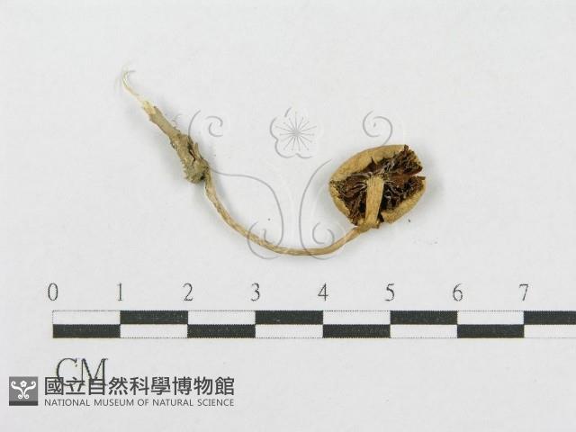 登錄號:F0002680藏品圖，第3張