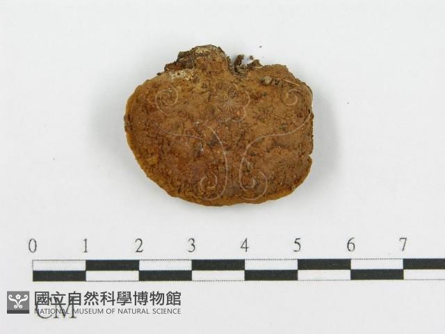 登錄號:F0012680藏品圖，第3張
