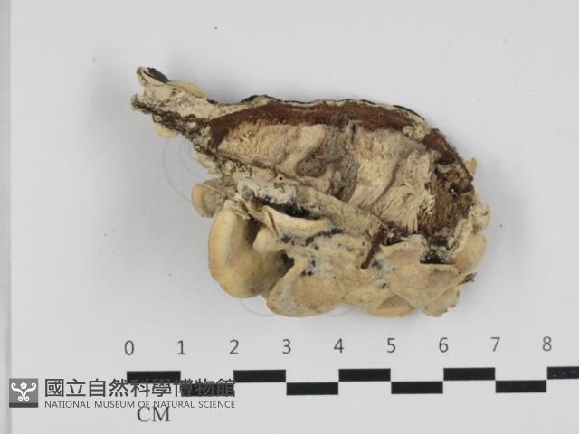 登錄號:F0032680藏品圖，第3張