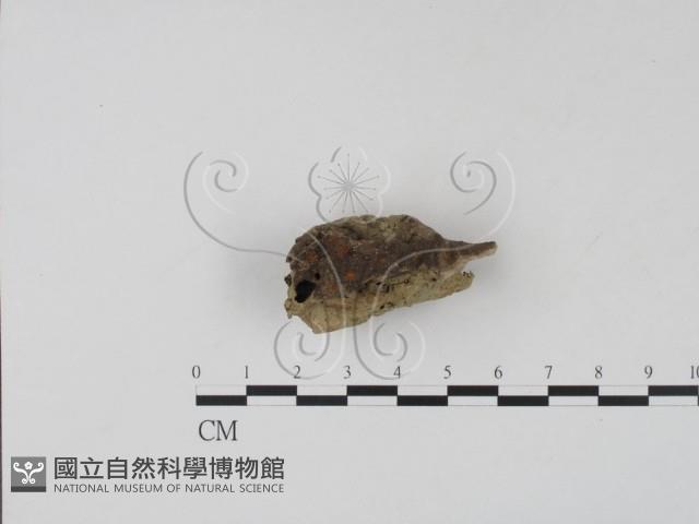 登錄號:F0007680藏品圖，第3張