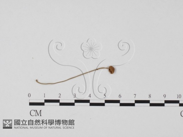登錄號:F0025680藏品圖，第3張