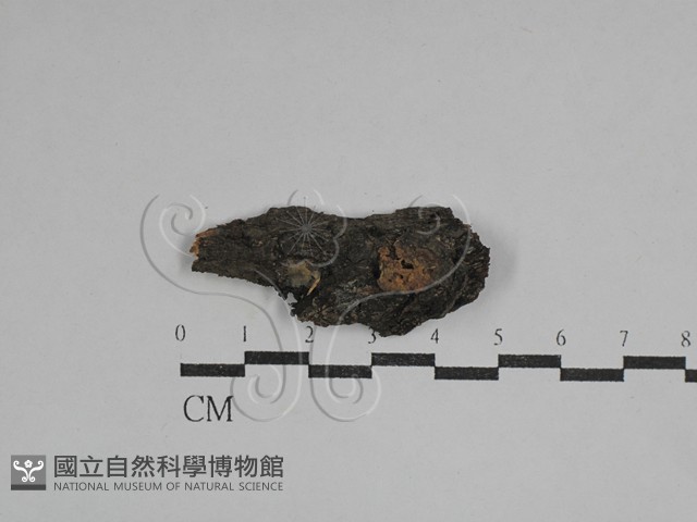登錄號:F0029680藏品圖，第3張