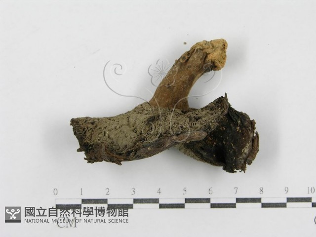 密褶紅菇藏品圖，第3張