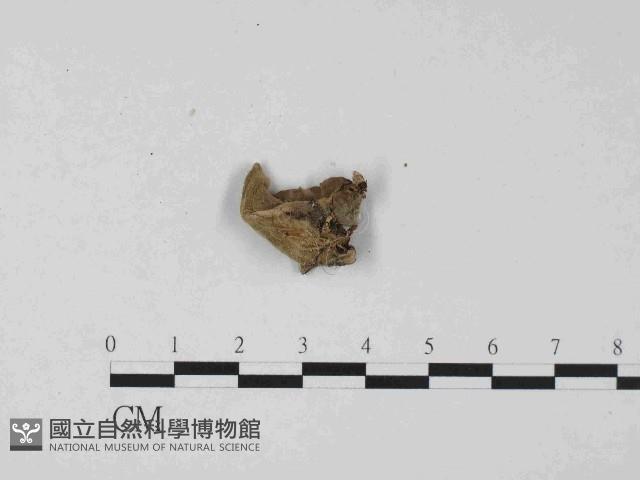 毛木耳藏品圖，第3張