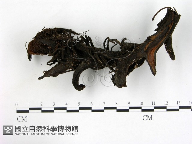 登錄號:F0003680藏品圖，第3張