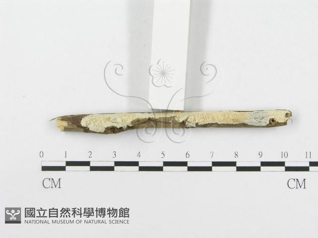登錄號:F0020480藏品圖，第3張