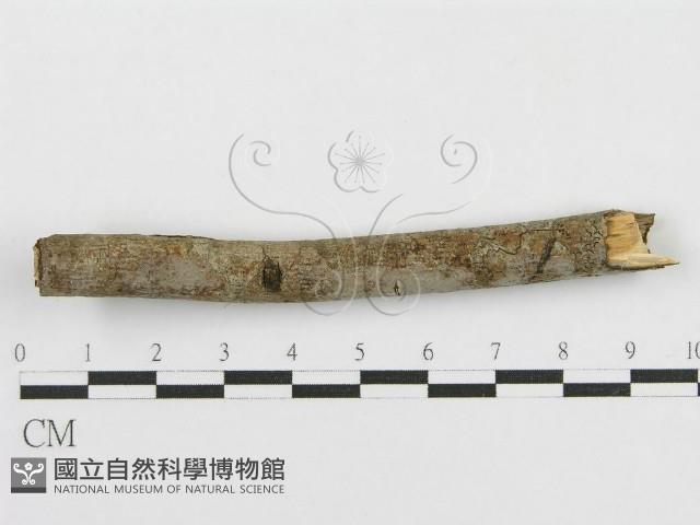 登錄號:F0010480藏品圖，第3張