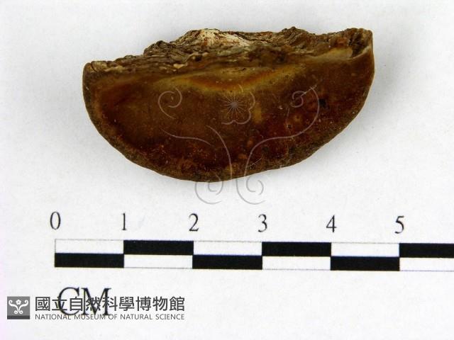 登錄號:F0016480藏品圖，第1張