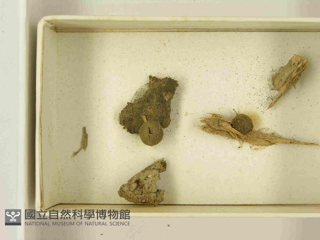 登錄號:F0021480藏品圖，第3張
