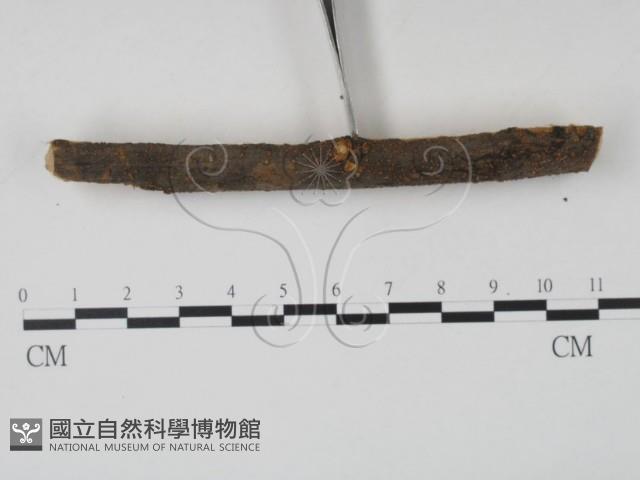 登錄號:F0011480藏品圖，第3張