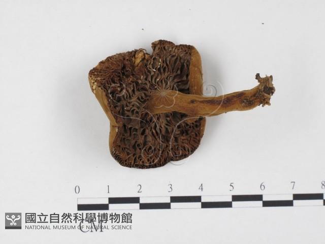 登錄號:F0024480藏品圖，第3張