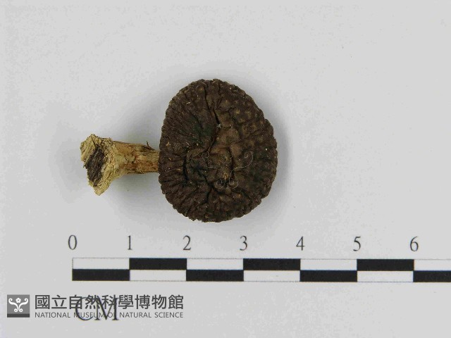 登錄號:F0014480藏品圖，第3張