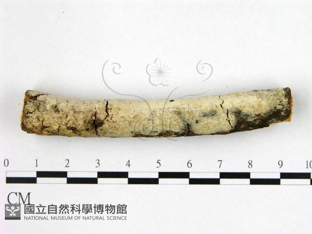 登錄號:F0022480藏品圖，第3張