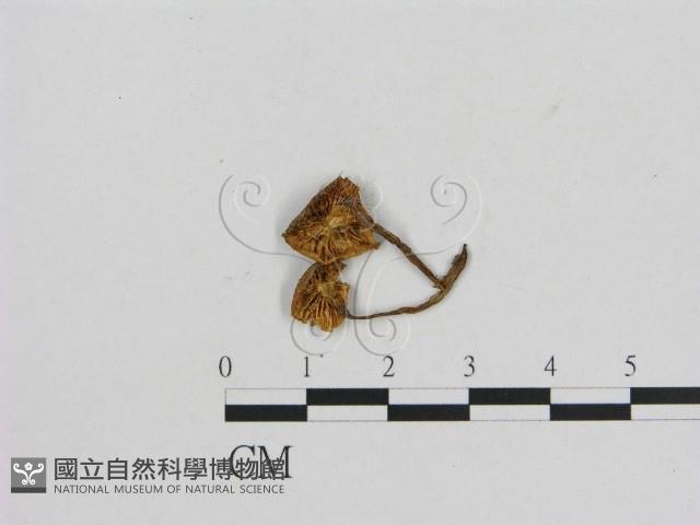 小菇屬藏品圖，第3張