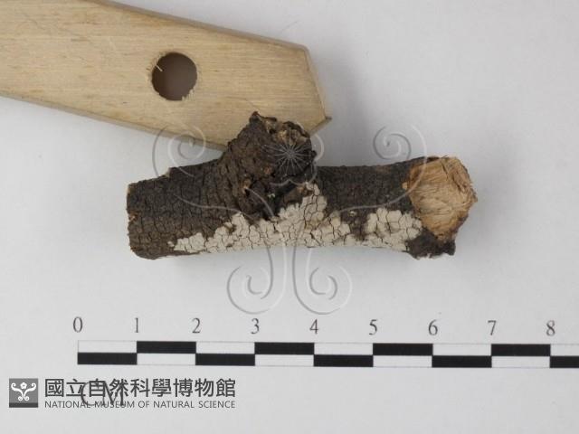 筍殼菌屬藏品圖，第3張