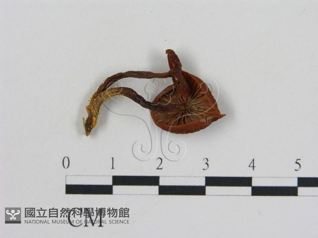 乳菇屬藏品圖，第3張
