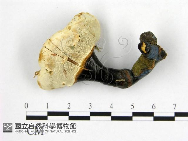 登錄號:F0015480藏品圖，第3張