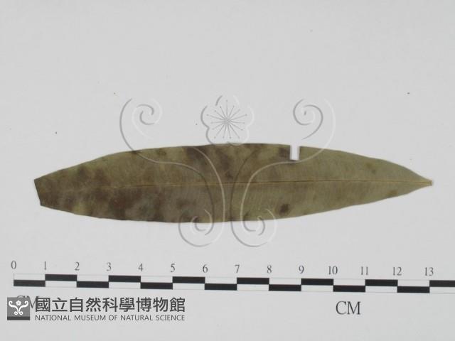 登錄號:F0019480藏品圖，第3張