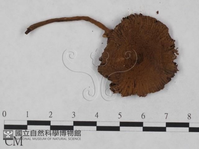 登錄號:F0023480藏品圖，第3張