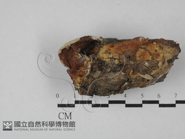 登錄號:F0028780藏品圖，第3張