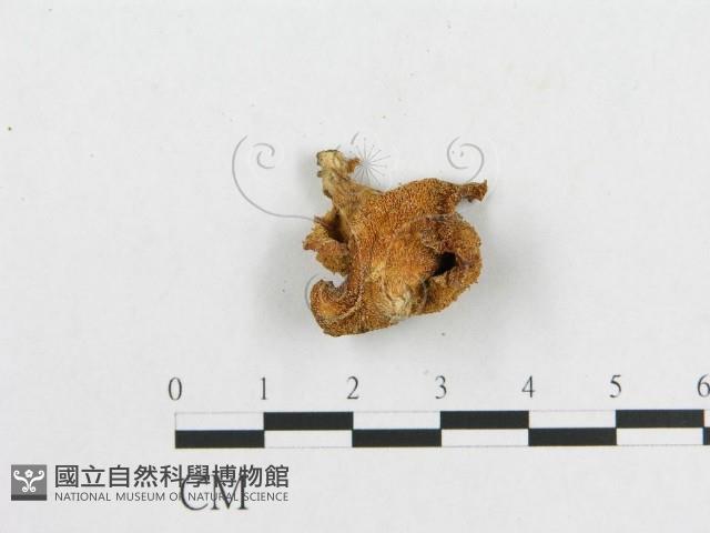 多孔菌屬藏品圖，第3張