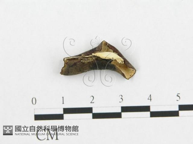 登錄號:F0018780藏品圖，第1張