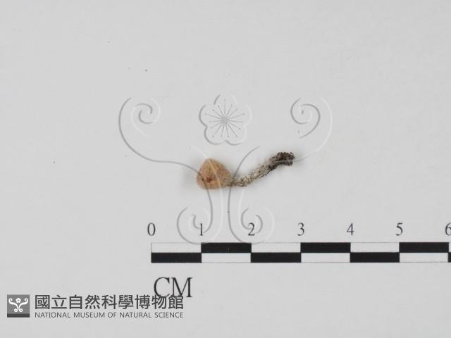 登錄號:F0020780藏品圖，第3張