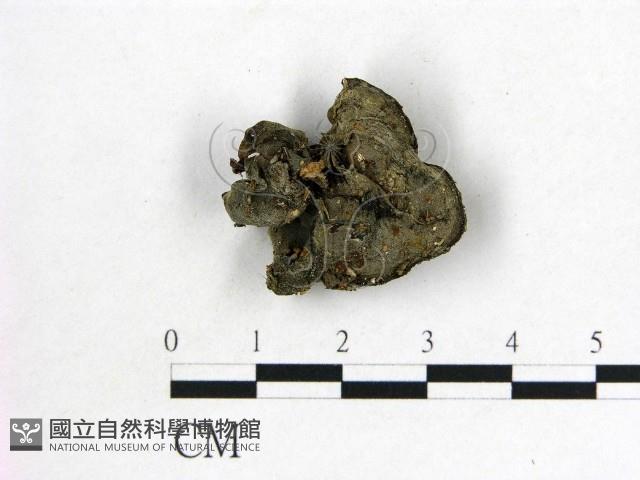 毛木耳藏品圖，第3張