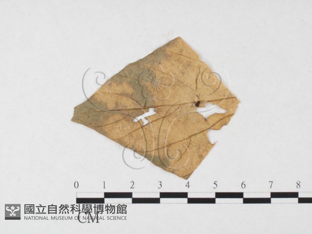 登錄號:F0026780藏品圖，第3張