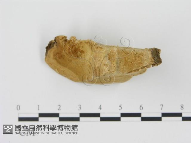 松生擬層孔菌藏品圖，第4張