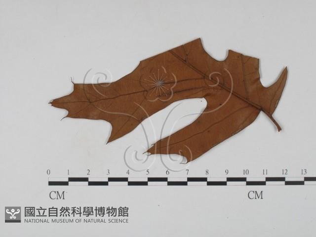 登錄號:F0011780藏品圖，第3張