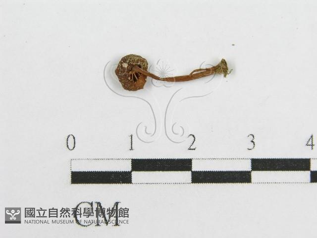微皮傘屬藏品圖，第3張