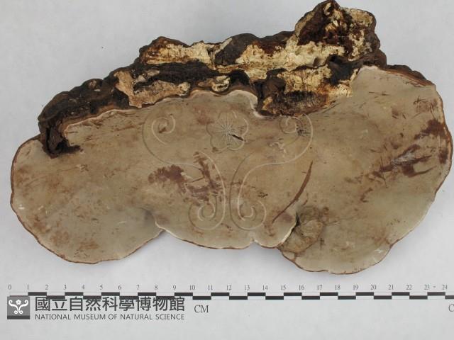 登錄號:F0014780藏品圖，第1張
