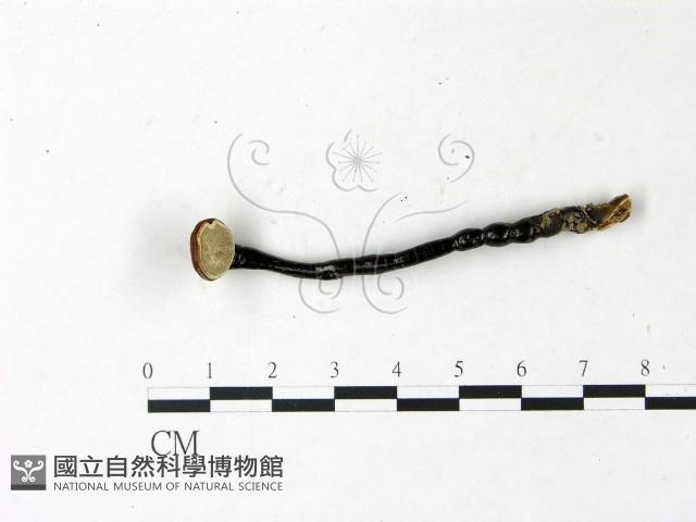 登錄號:F0022780藏品圖，第3張