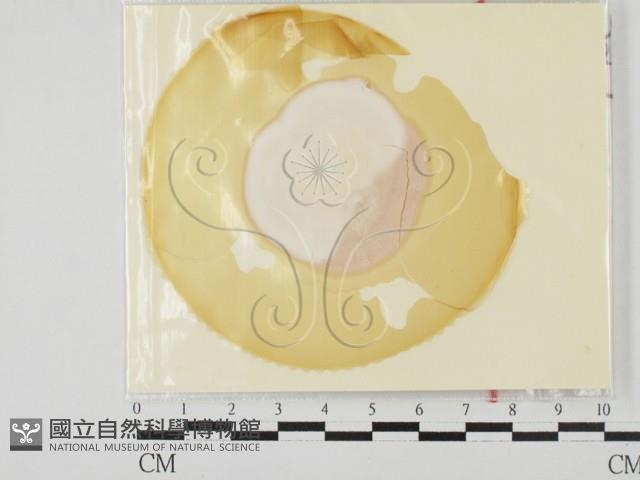 登錄號:F0027780藏品圖，第1張