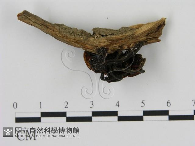 登錄號:F0007780藏品圖，第3張