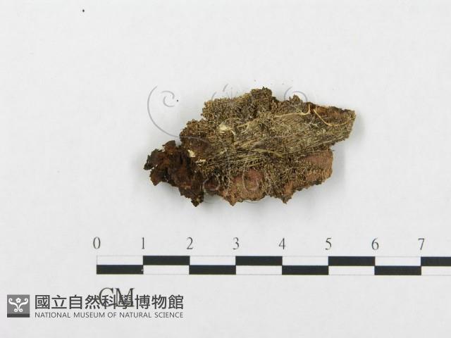 登錄號:F0017780藏品圖，第3張