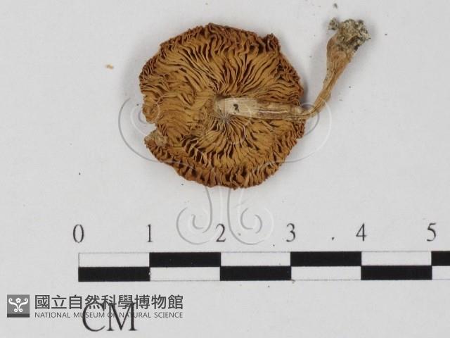 登錄號:F0025780藏品圖，第3張