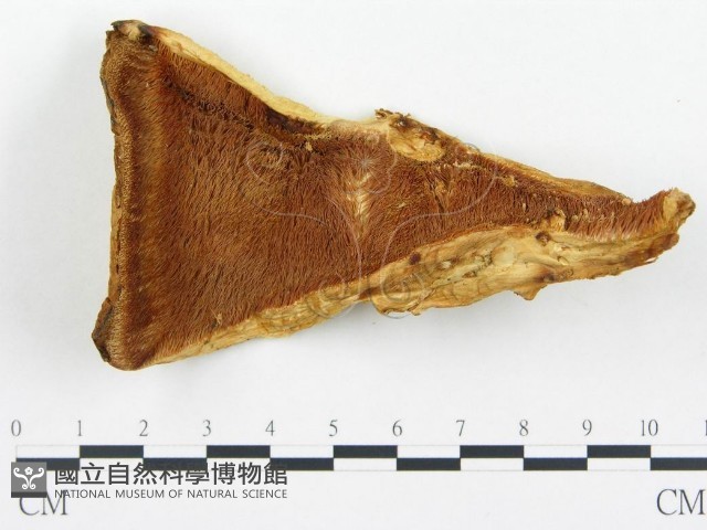 登錄號:F0005780藏品圖，第3張