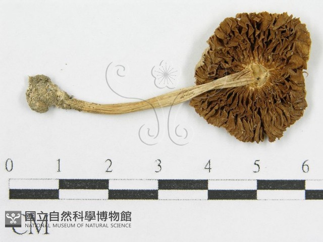 變色糞傘藏品圖，第3張