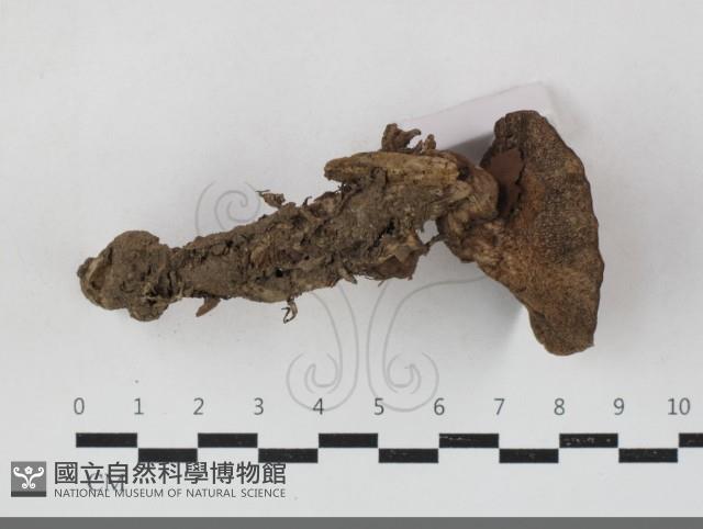 登錄號:F0033780藏品圖，第3張